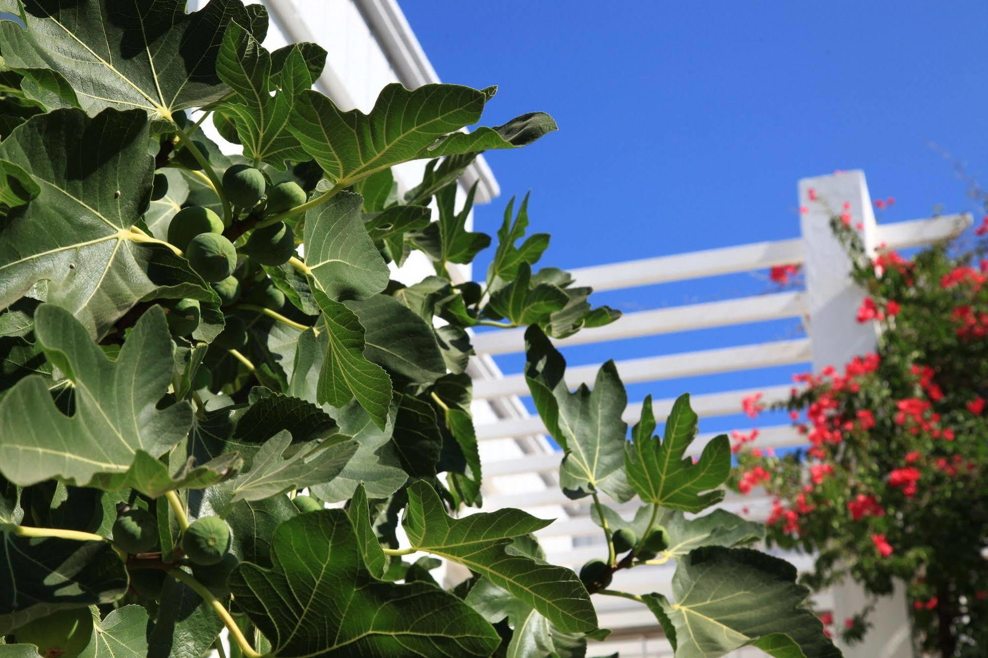 Muskebi Apart Otel Ortakent Esterno foto